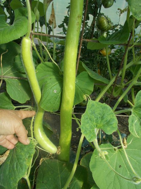  - SEMINTE DOVLECEL LA METRU - SICILIAN SNAKE