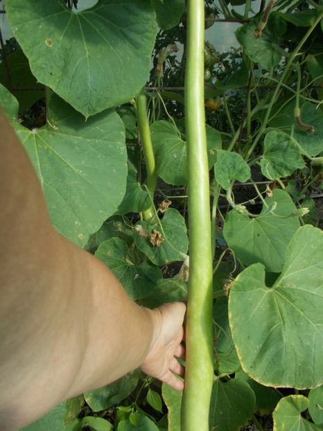  - SEMINTE DOVLECEL LA METRU - SICILIAN SNAKE