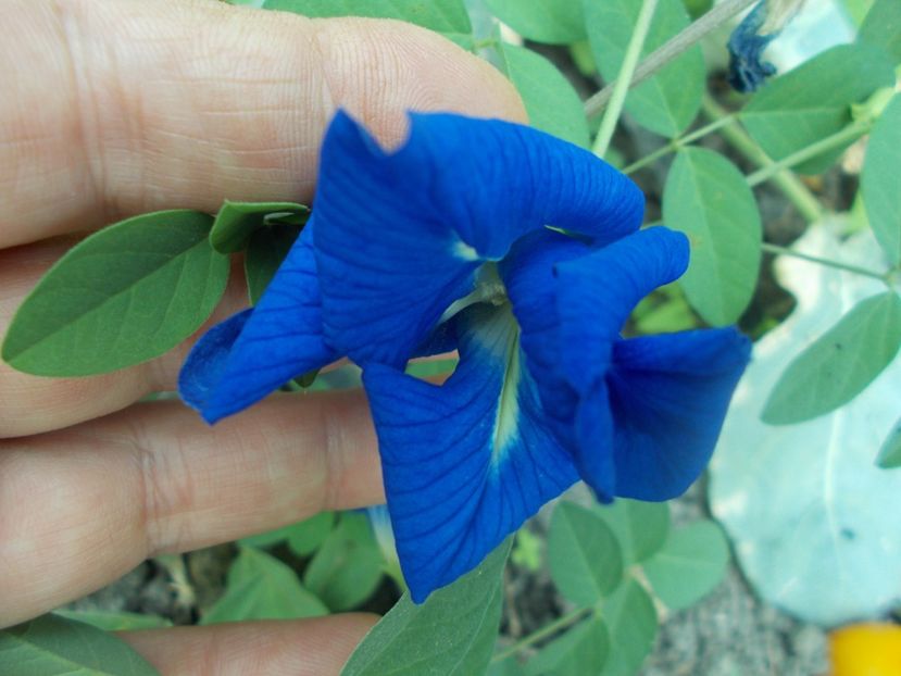  - SEMINTE CLITORIA TERNATEA