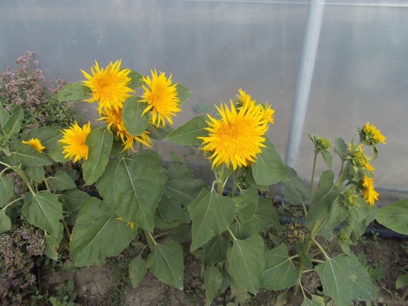  - SEMINTE FLOAREA SOARELUI - D 203 ASTRA GOLD