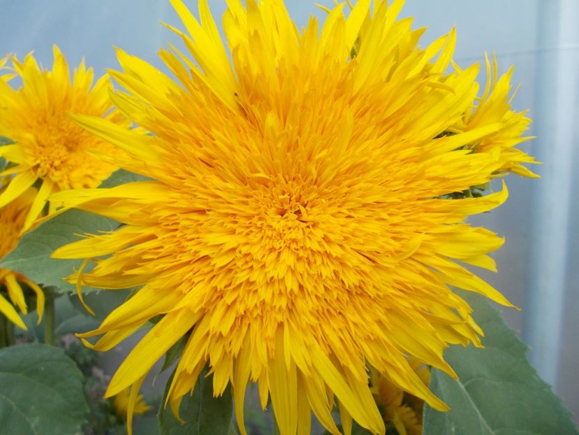  - SEMINTE FLOAREA SOARELUI - D 203 ASTRA GOLD