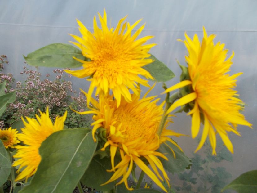  - SEMINTE FLOAREA SOARELUI - D 203 ASTRA GOLD