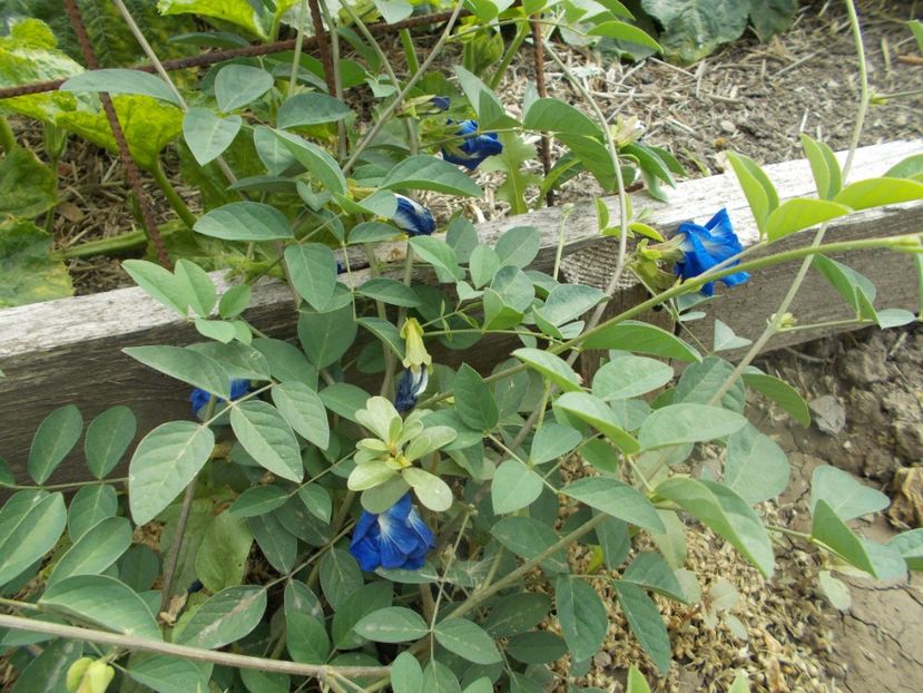  - SEMINTE CLITORIA TERNATEA