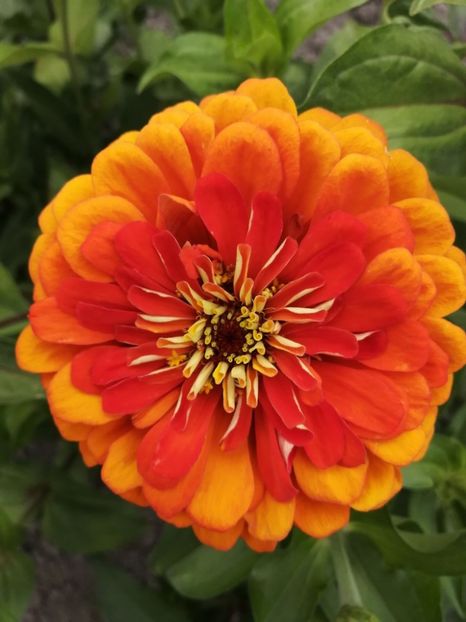  - SEMINTE CARCIUMARESE - D 193 MARI