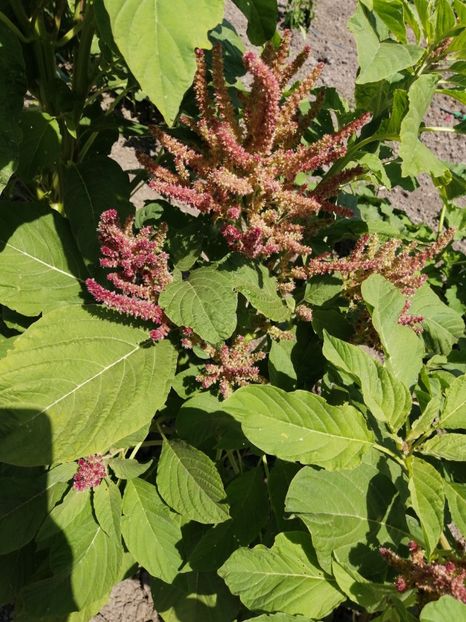  - SEMINTE AMARANT - D 191 RIO SAN LORENZO II - Amaranthus hypochondriacus