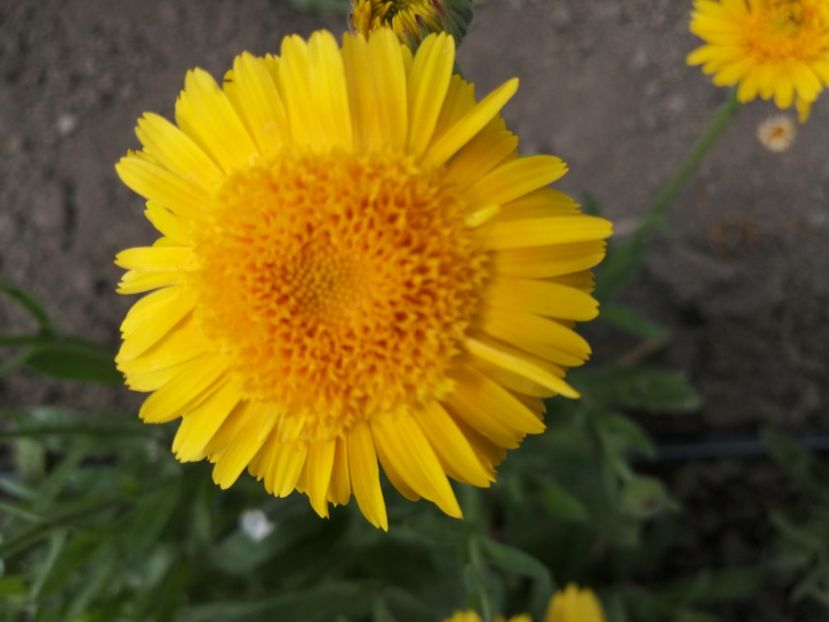  - SEMINTE GALBENELE - D 204 TOKAJ