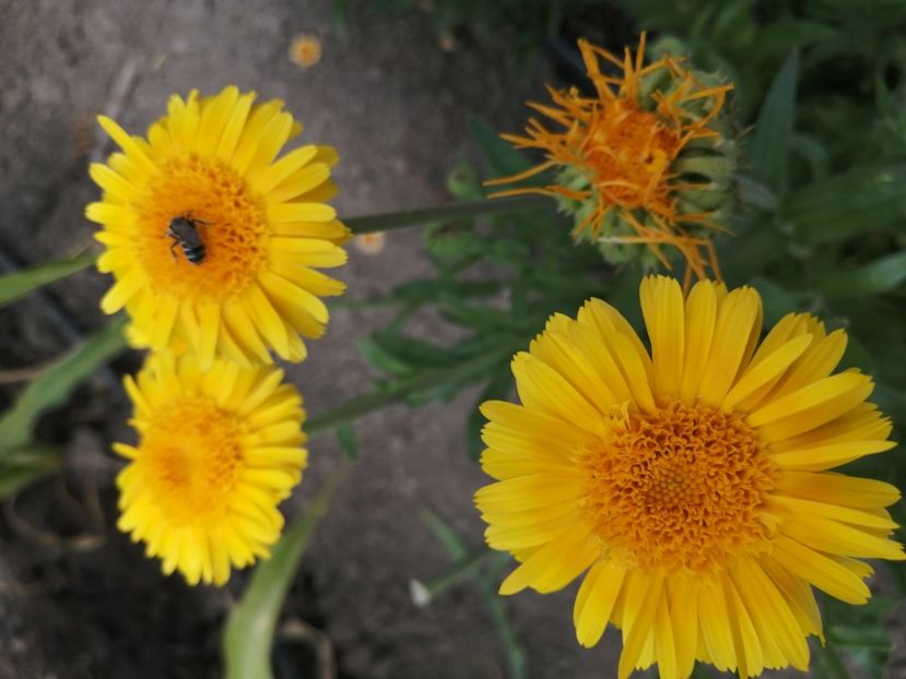  - SEMINTE GALBENELE - D 204 TOKAJ