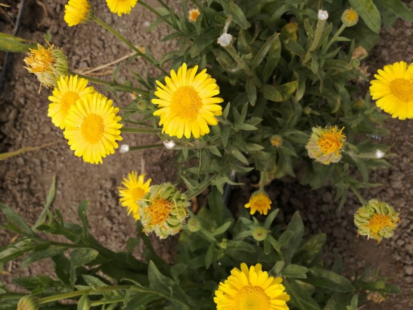  - SEMINTE GALBENELE - D 204 TOKAJ