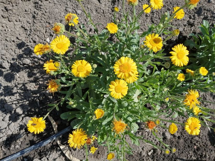  - SEMINTE GALBENELE - D 204 TOKAJ