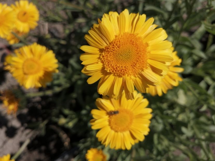  - SEMINTE GALBENELE - D 204 TOKAJ