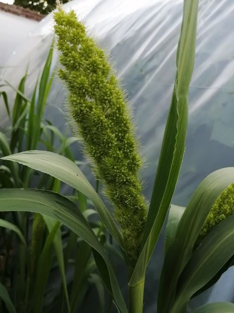  - SEMINTE DE MEI - D - Panicum miliaceum