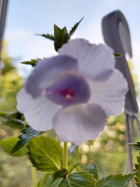 Queen Of Lace - 2022 - Achimenes