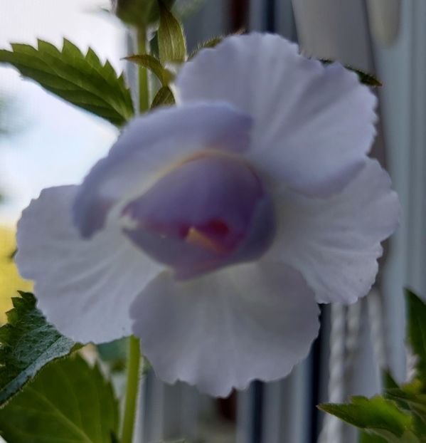 Queen Of Lace - 2022 - Achimenes