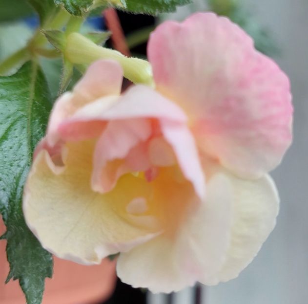 Giselle - 2022 - Achimenes