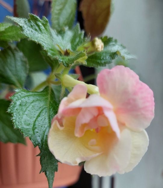 Giselle - 2022 - Achimenes