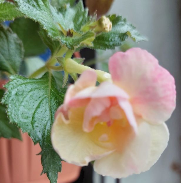Giselle - 2022 - Achimenes