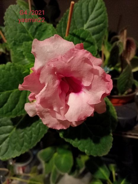 30.07.2022 - Gloxinia x din 2021 G4