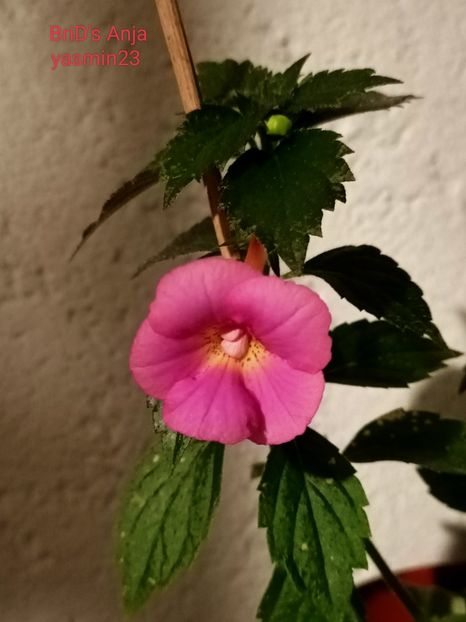 30.07.2022 - A-Achimenes BriDs