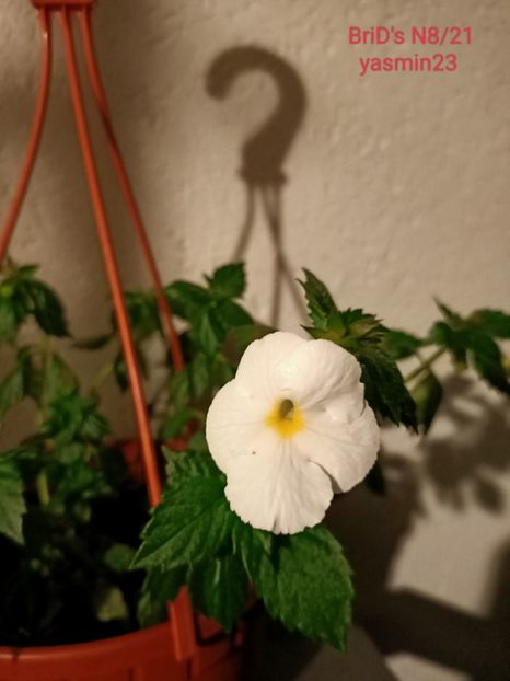 30.07.2022 - A-Achimenes BriDs