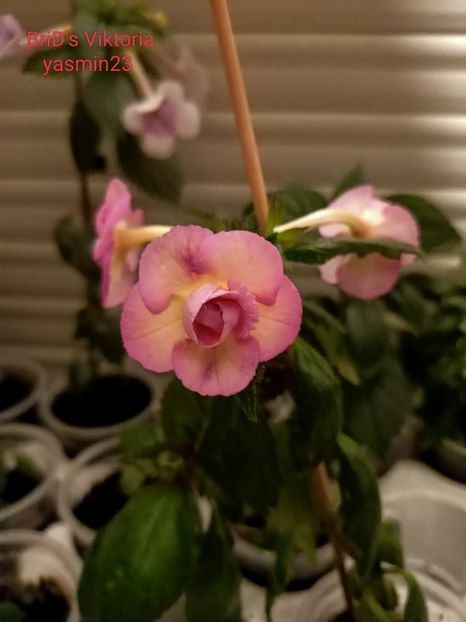 30.07.2022 - A-Achimenes BriDs