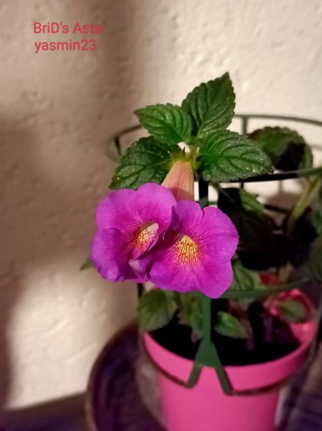 30.07.2022 - A-Achimenes BriDs