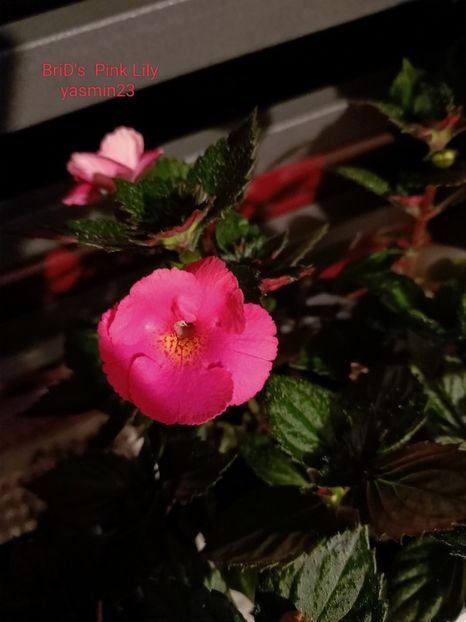 30.07.2022 - A-Achimenes BriDs