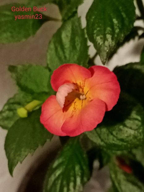 30.07.2022 - Achimenes 2022