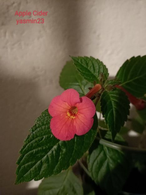 30.07.2022 - Achimenes 2022