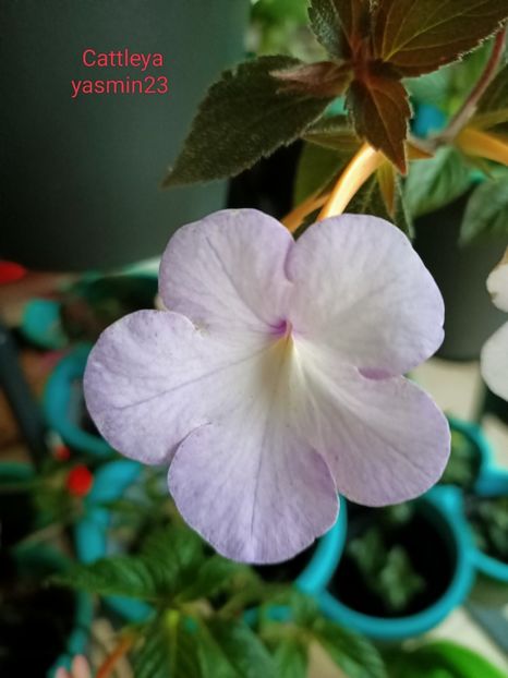 30.07.2022 - Achimenes 2022