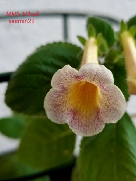 30.07.2022 - Achimenes 2022