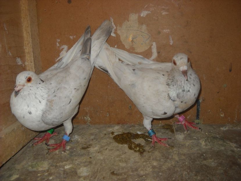  - PERECHI MATCA VOIAJORI