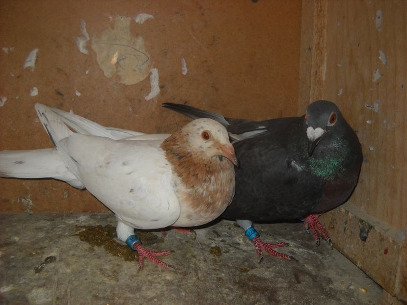  - UNDEVA IN SUCEAVA arhiva