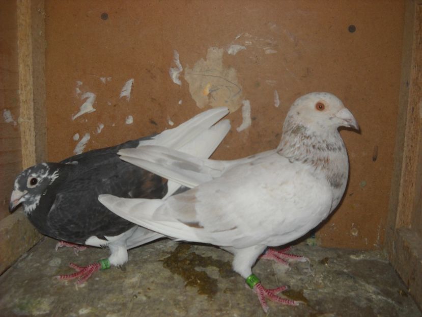  - UNDEVA IN SUCEAVA arhiva