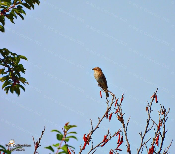 Pitulicea fluieratoare - PASARI - BIRDS