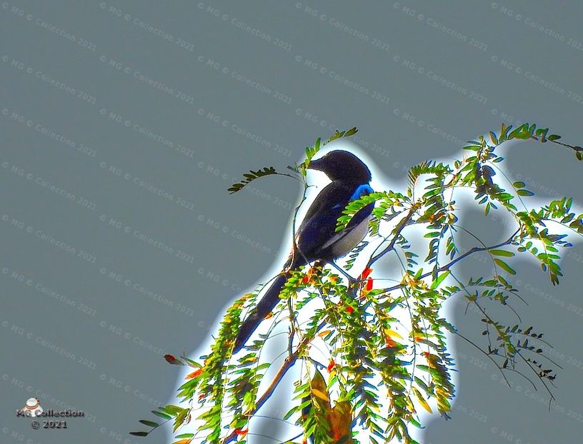  - PASARI - BIRDS
