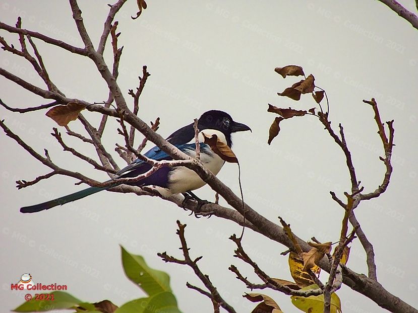  - PASARI - BIRDS