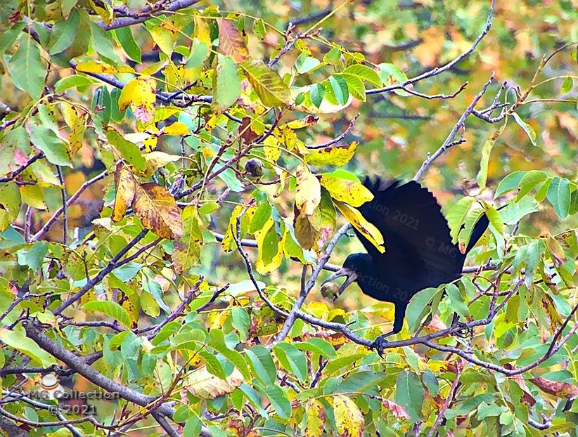  - PASARI - BIRDS
