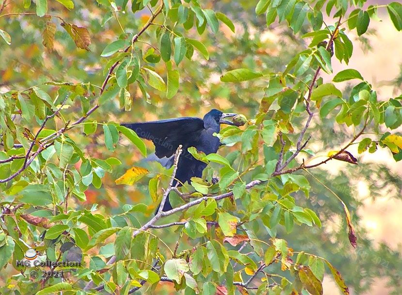  - PASARI - BIRDS