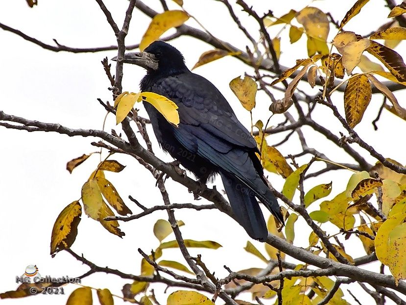  - PASARI - BIRDS