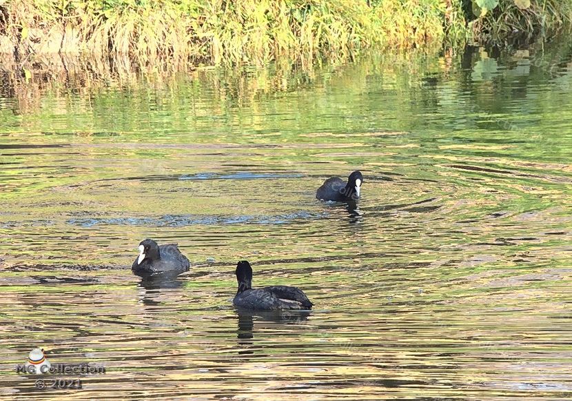  - PASARI - BIRDS