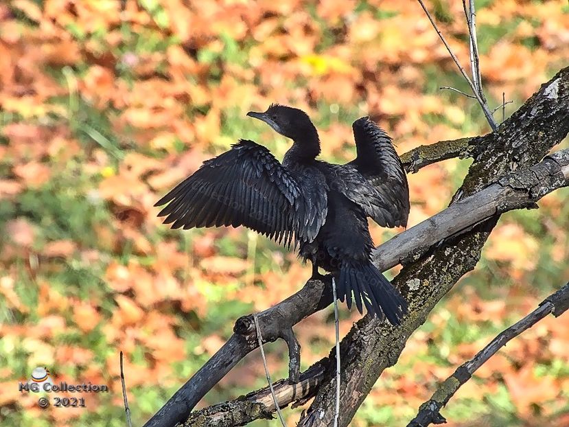 CORMORAN - PASARI - BIRDS