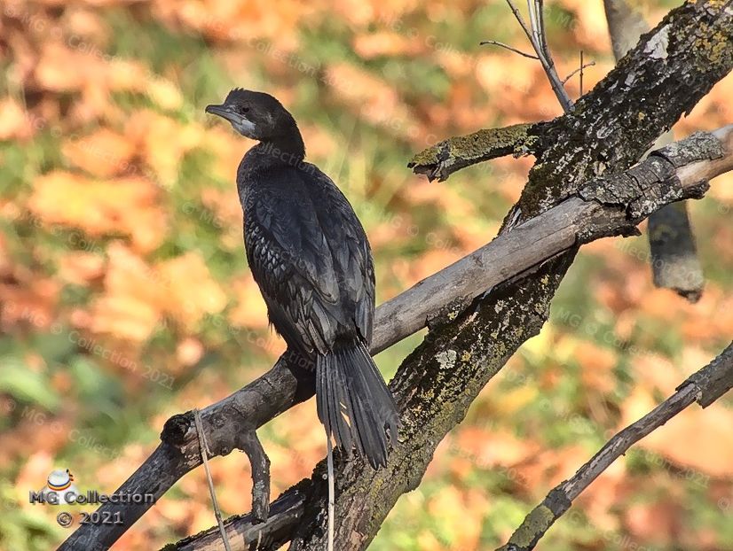 CORMORAN 1 - PASARI - BIRDS