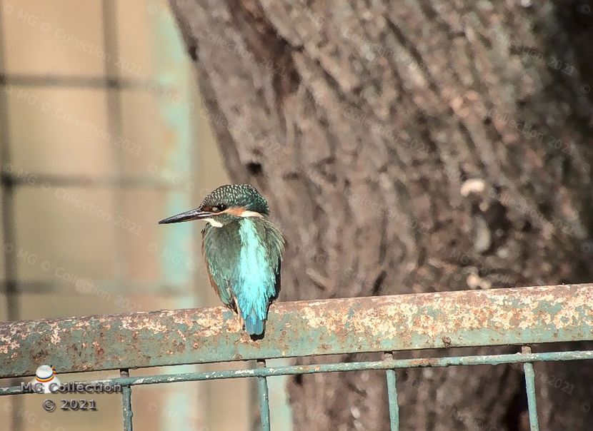 KINGFISHER in Parcul Romanescu din Craiova-Foarte rara ! - PASARI - BIRDS