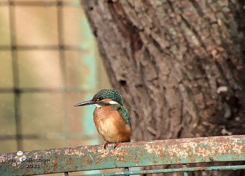KINGFISHER 2 in Parcul Romanescu din Craiova-Foarte rara ! - PASARI - BIRDS