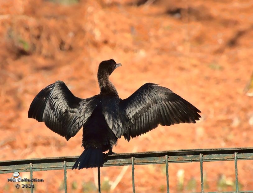 CORMORAN in Parcul Romanescu - Craiova - PASARI - BIRDS