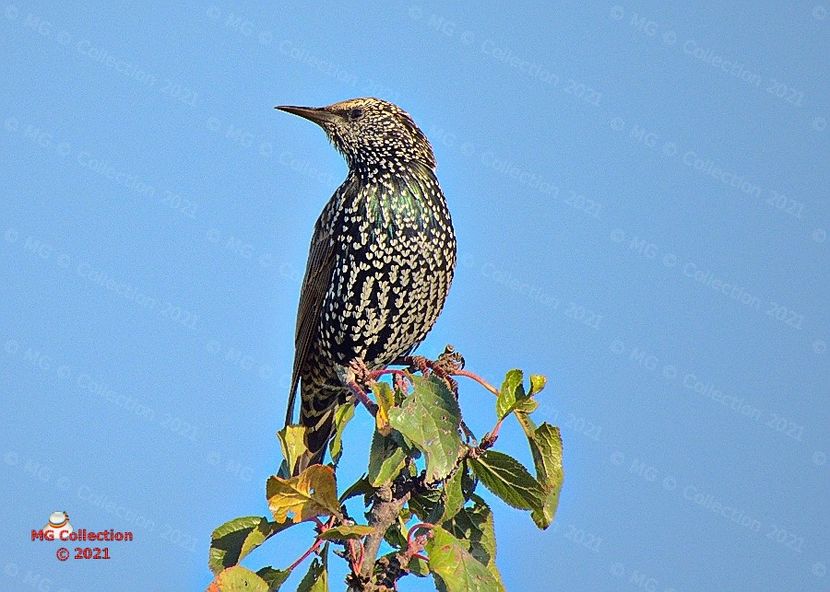 Graur pestritz 3 - PASARI - BIRDS