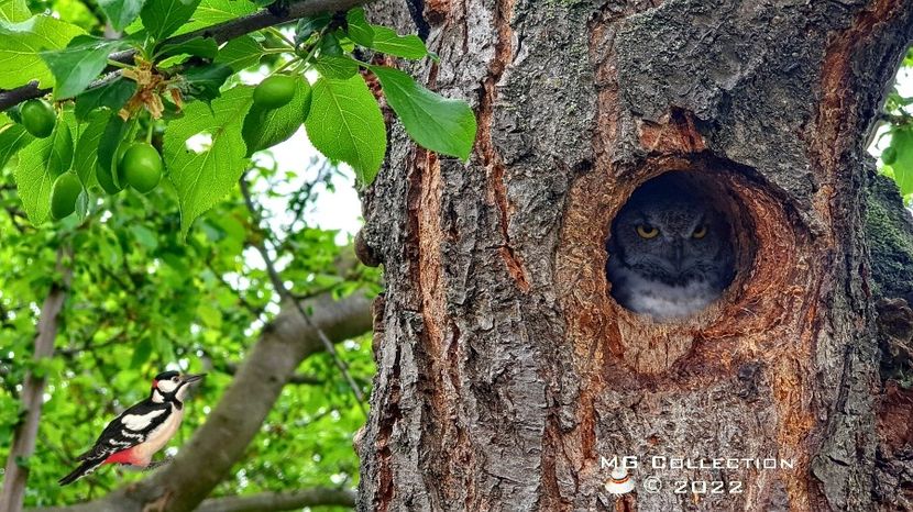 woody si bufnita - PASARI - BIRDS