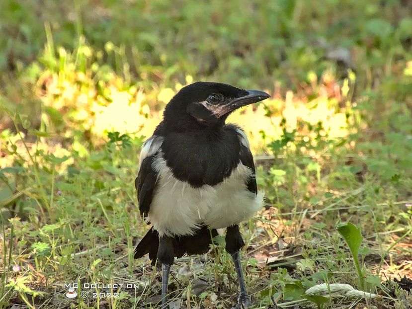  - PASARI - BIRDS