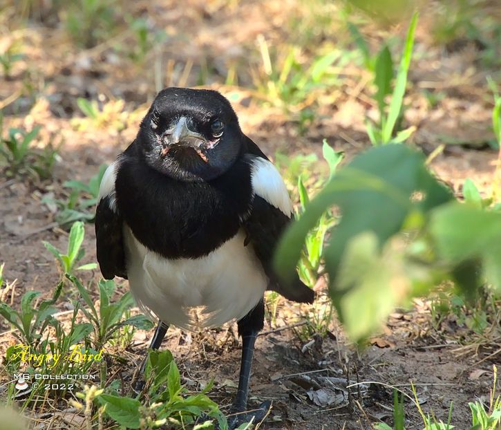ANGRY BIRD ! - PASARI - BIRDS