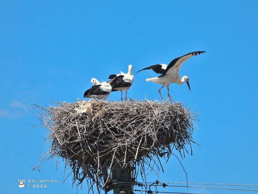 Berze la Bengesti-Ciocadia, Gorj - PASARI - BIRDS